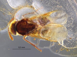 Deutschland/Brandenburg/Niederlausitz