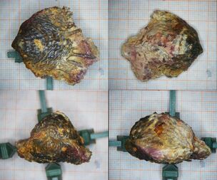 Deutschland/Nordrhein-Westfalen/Köln, Bezirk/Euskirchen, Kreis/Kall, Gemeinde/Sötenich
