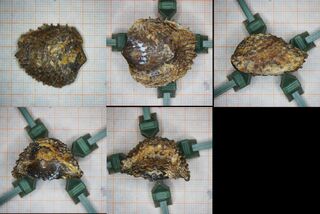 Deutschland/Nordrhein-Westfalen/Köln, Bezirk/Euskirchen, Kreis/Kall, Gemeinde/Sötenich