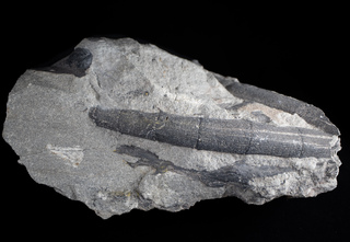 Deutschland/Nordrhein-Westfalen/Münster, Bezirk/Bottrop/Bergwerk Prosper-Haniel (Zechen Franz-Haniel, Prosper, Jacobi)