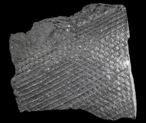 Deutschland/Nordrhein-Westfalen/Münster, Bezirk/Bottrop/Bergwerk Prosper-Haniel (Zechen Franz-Haniel, Prosper, Jacobi)