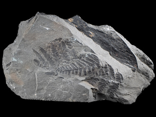 Deutschland/Nordrhein-Westfalen/Münster, Bezirk/Bottrop/Bergwerk Prosper-Haniel (Zechen Franz-Haniel, Prosper, Jacobi)