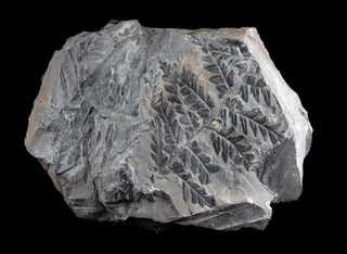 Deutschland/Nordrhein-Westfalen/Münster, Bezirk/Bottrop/Bergwerk Prosper-Haniel (Zechen Franz-Haniel, Prosper, Jacobi)