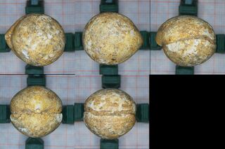 Frankreich/Normandie, Région/Calvados, Département/Caen, Arrondissement/Avenay