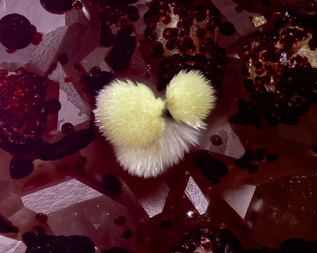 Frankreich/Auvergne-Rhône-Alpes, Région/Allier, Département/Montluçon, Arrondissement/Echassières/Les Montmins (Sainte Barbe filon)