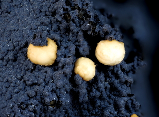 Frankreich/Auvergne-Rhône-Alpes, Région/Puy-de-Dôme, Département/Issoire, Arrondissement/Chastreix/Roc de Courlande