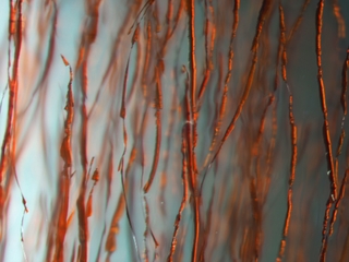 Kasachstan/Almaty oblysy/Schymkent