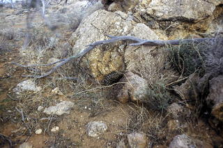 Australien/South Australia/Olary Province/Old Boolcoomata Station/Mount Mulga