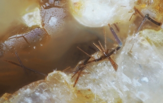 Deutschland/Rheinland-Pfalz/Mayen-Koblenz-Kreis/Mendig, Verbandsgemeinde/In den Dellen (Grube Zieglowski)