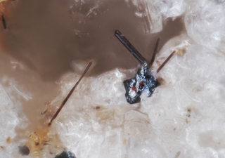 Deutschland/Rheinland-Pfalz/Mayen-Koblenz-Kreis/Mendig, Verbandsgemeinde/In den Dellen (Grube Zieglowski)