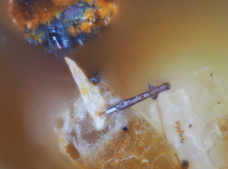 Deutschland/Rheinland-Pfalz/Mayen-Koblenz-Kreis/Mendig, Verbandsgemeinde/In den Dellen (Grube Zieglowski)