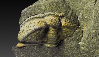 Tschechien/Středočeský kraj (Mittelböhmen)/Rakovník, Okres (Rakonitz)/Skrei (Skryje)