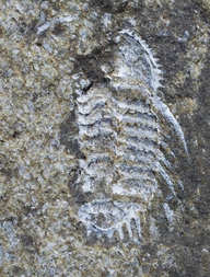 Tschechien/Středočeský kraj (Mittelböhmen)/Beroun, Okres (Beraun)/Lodenitz (Loděnice u Berouna)/Steinbruch Kosov