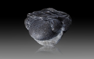 USA/New York/Erie County/Hamburg/Penn Dixie Fossil Park