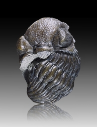 USA/New York/Erie County/Hamburg/Penn Dixie Fossil Park