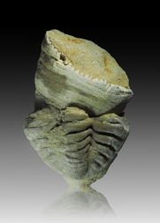 Deutschland/Rheinland-Pfalz/Vulkaneifel, Landkreis/Gerolstein, Verbandsgemeinde/Pelm/Trilobiten-Felder bei Gees (Pelm-Salmer Weg)