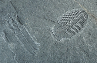 USA/Utah/Millard County/House Range