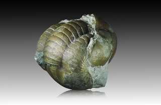 Schweden/Västra Götaland, Provinz/Billingen und Kinnekulle