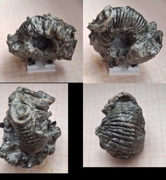 Frankreich/Normandie, Région/Calvados, Département/Lisieux, Arrondissement/Villers-sur-Mer, Commune/Affleurements côtiers (Küstenaufschlüsse)