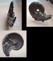 Frankreich/Normandie, Région/Calvados, Département/Lisieux, Arrondissement/Villers-sur-Mer, Commune/Affleurements côtiers (Küstenaufschlüsse)