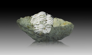 Deutschland/Rheinland-Pfalz/Eifelkreis Bitburg-Prüm/Prüm, Verbandsgemeinde/Rommersheim, Gemeinde