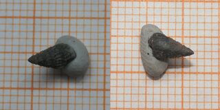 Deutschland/Bayern/Oberfranken, Bezirk/Bamberg, Landkreis/Buttenheim, Gemeinde/Tongrube Holzbachacker