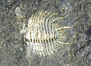 Tschechien/Středočeský kraj (Mittelböhmen)/Beroun, Okres (Beraun)/Lodenitz (Loděnice u Berouna)/Špičatý vrch