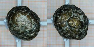 Frankreich/Normandie, Région/Calvados, Département/Lisieux, Arrondissement/Villers-sur-Mer, Commune/Affleurements côtiers (Küstenaufschlüsse)