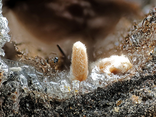 Deutschland/Rheinland-Pfalz/Mayen-Koblenz-Kreis/Mendig, Verbandsgemeinde/Bell/Rothenberg