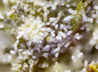 Frankreich/Auvergne-Rhône-Alpes, Région/Allier, Département/Montluçon, Arrondissement/Echassières/Les Montmins (Sainte Barbe filon)