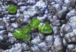 Deutschland/Rheinland-Pfalz/Donnersbergkreis/Winnweiler, Verbandsgemeinde/Imsbach, Ortsgemeinde/Grube Katharina I