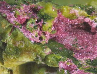 Deutschland/Rheinland-Pfalz/Donnersbergkreis/Winnweiler, Verbandsgemeinde/Imsbach, Ortsgemeinde/Weiße Grube