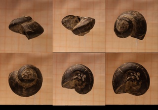 Deutschland/Rheinland-Pfalz/Eifelkreis Bitburg-Prüm/Daleiden