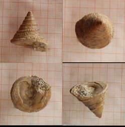 Frankreich/Normandie, Région/Calvados, Département/Caen, Arrondissement