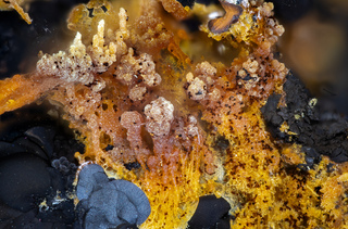 Deutschland/Bayern/Oberpfalz, Bezirk/Neustadt an der Waldnaab, Landkreis/Waidhaus, Gemeinde/Hagendorf, Ortsteil/Hagendorf-Süd (Grube Cornelia)