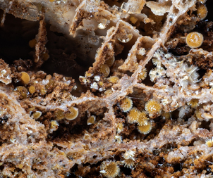 Deutschland/Bayern/Oberpfalz, Bezirk/Neustadt an der Waldnaab, Landkreis/Waidhaus, Gemeinde/Hagendorf, Ortsteil/Hagendorf-Süd (Grube Cornelia)