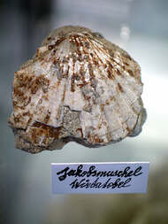 Österreich/Vorarlberg/Bregenz, Bezirk/Bregenz, Stadt/Pfänder/Wirtatobel