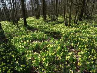 Belgien/Wallonie/Namur, Provinz/Philippeville, Bezirk/Doische, Gemeinde/Baryt Mine
