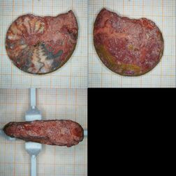 Indonesien/Nusa Tenggara (Kleine Sunda-Inseln)/Ost-Nusa-Tenggara (Nusa Tenggara Timur), Provinz/Kefamenanu/Bitauni